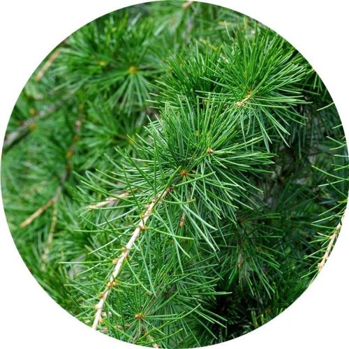 Cédrus 100% tisztaságú, természetes illóolaj 10ml