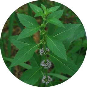 Japán Menta 100% tisztaságú, természetes illóolaj 10ml