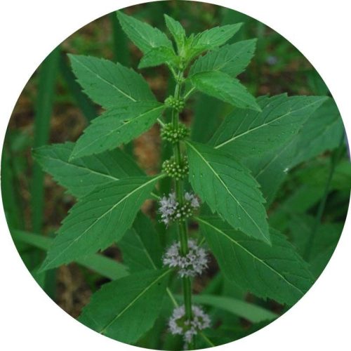 Japán Menta 100% tisztaságú, természetes illóolaj 10ml