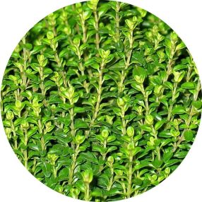 Kakukkfű 100% tisztaságú, természetes illóolaj 10ml